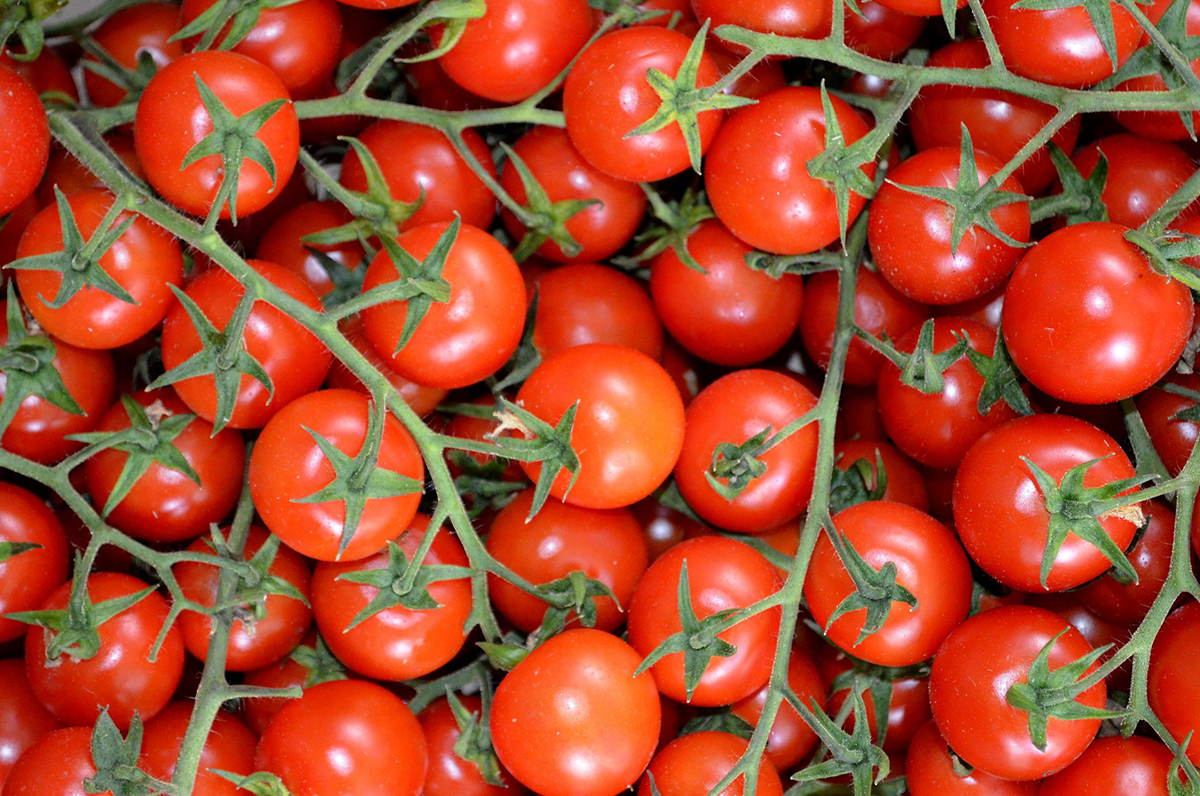 Ortaggi, in provincia di Lecce crescono le produzioni di pomodori e legumi