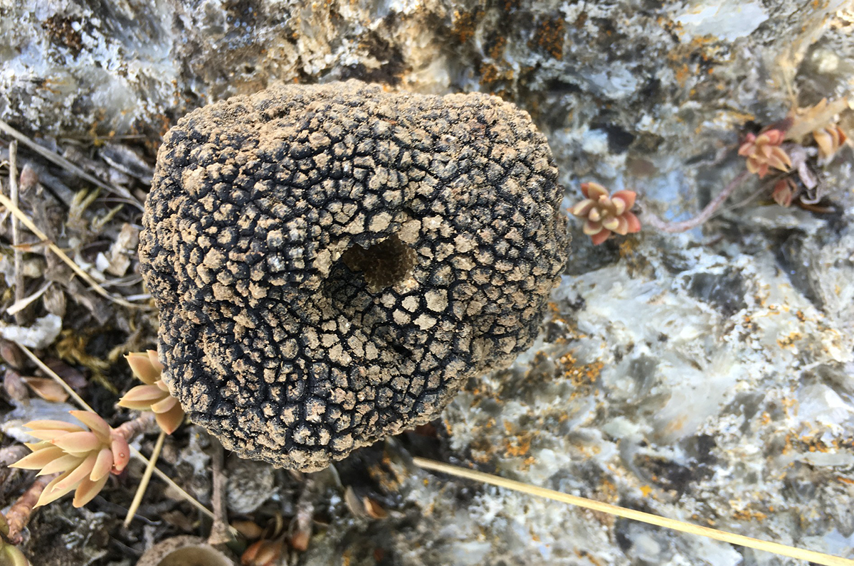 Tartufi di Puglia, una terra ricca di funghi e gustose sorprese Tartufi di Puglia, una terra ricca di funghi e gustose sorprese