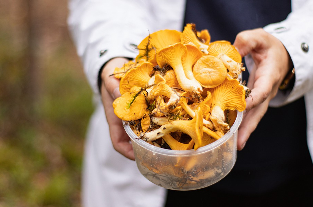Raccolta funghi in Puglia, come avventurarsi nei boschi in sicurezza Raccolta funghi in Puglia, come avventurarsi nei boschi in sicurezza