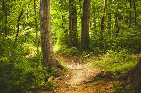 Bosco di Feato