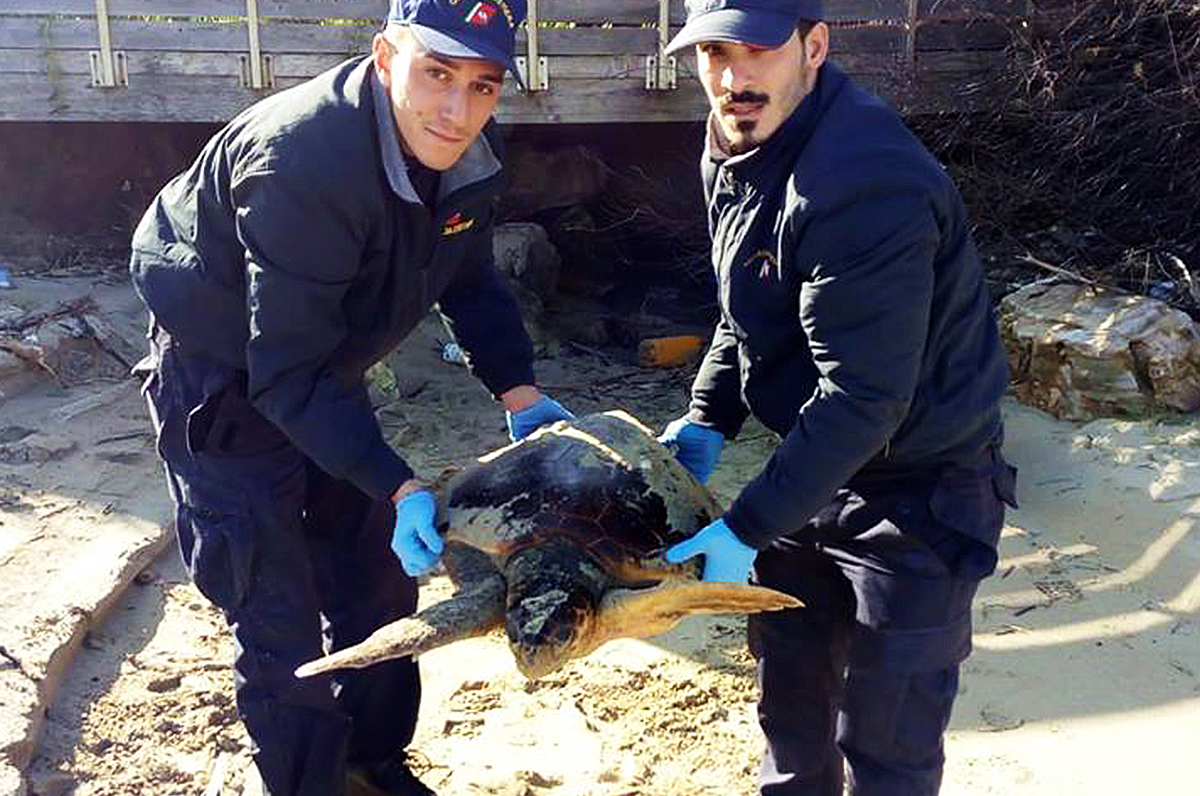 Tartarughe marine, salvataggi a Capitolo e Bari