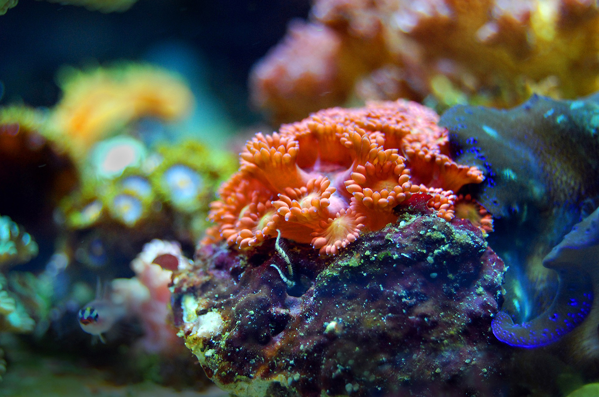 Barriera corallina a Monopoli: lo stupore sui siti internazionali