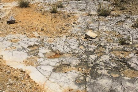 cava dei dinosauri altamura