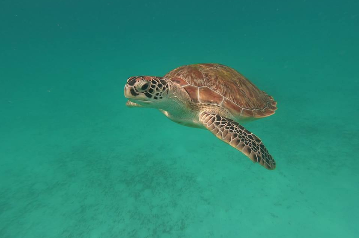 Droni sulle coste di Puglia per la salvaguardia delle tartarughe