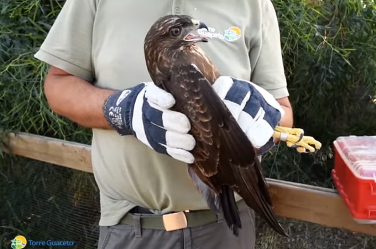 Torre Guaceto, accuditi e messi in salvo tre volatili