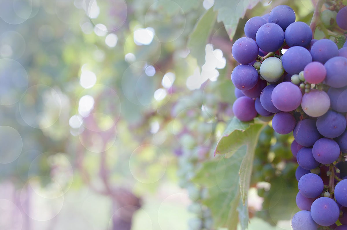 Festa dell'uva e del vino locale Festa dell'uva e del vino locale