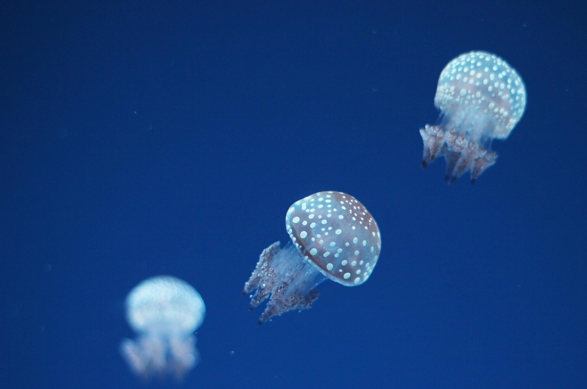UniSalento: “Le meduse sono il cibo del futuro”