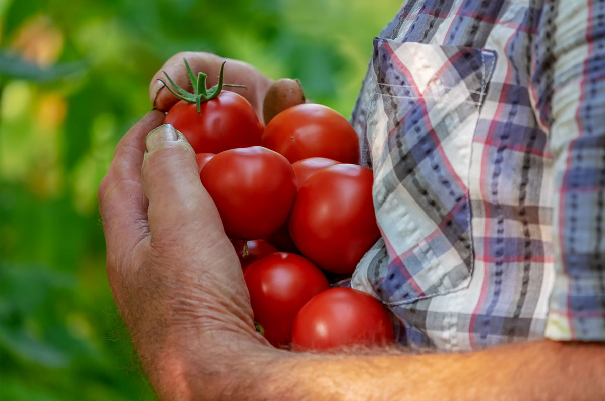 La Puglia è la seconda regione per la coltivazione di prodotti bio