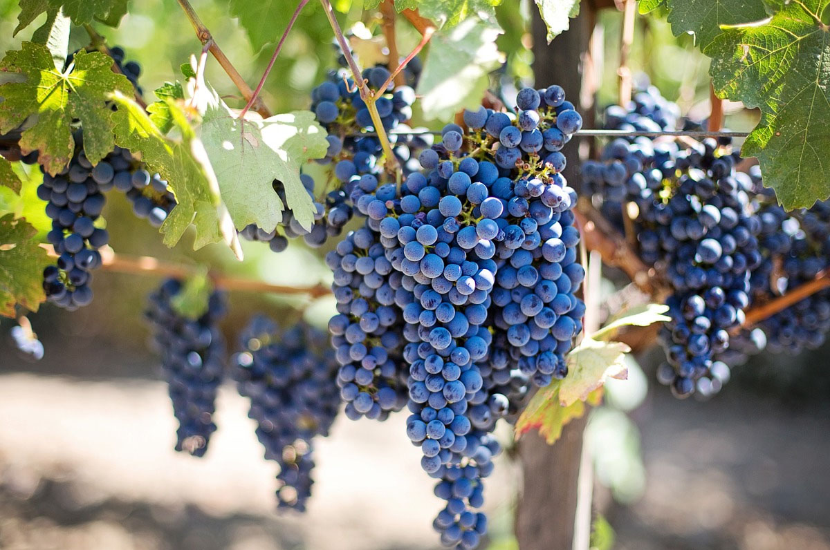 Vino, vendemmia DOC e di qualità per il Primitivo Vino, vendemmia DOC e di qualità per il Primitivo