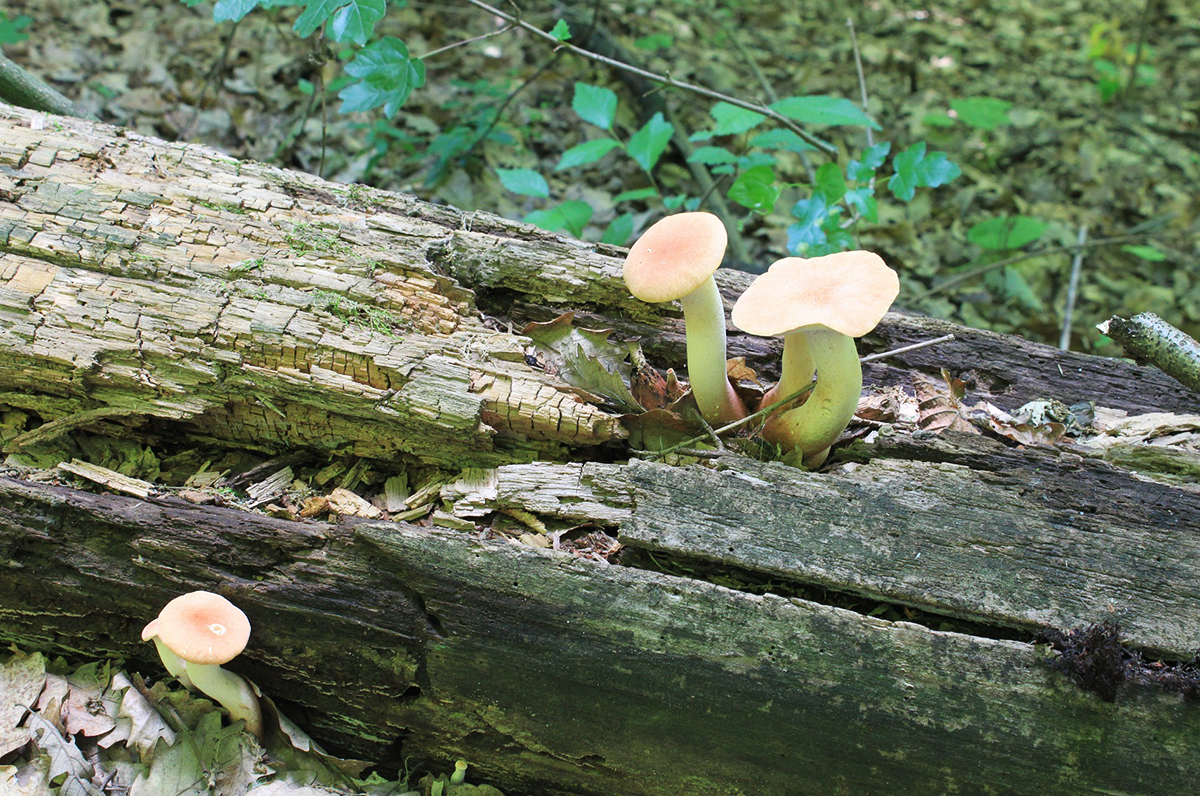 Funghi, alcuni tipi e varietà di Puglia Funghi, alcuni tipi e varietà di Puglia