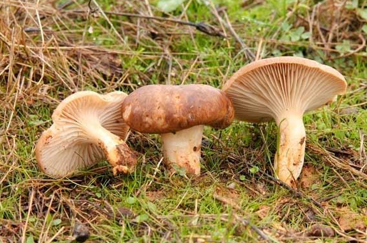 Cardoncello on the Road, il tour parte da Poggiorsini - Puglia.com