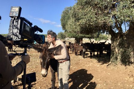 linea verde conduttori