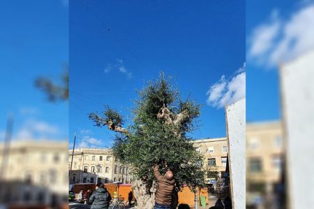 xylella lecce