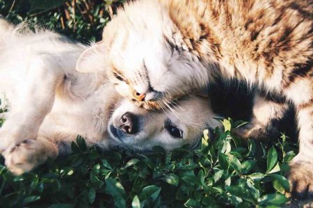 legge sul randagismo in Puglia