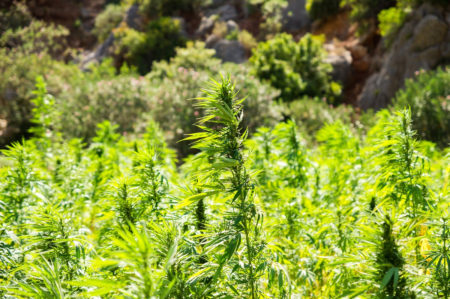 canapa progetto GREEN