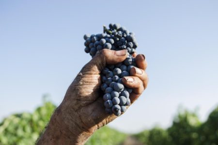 cantine San Marzano