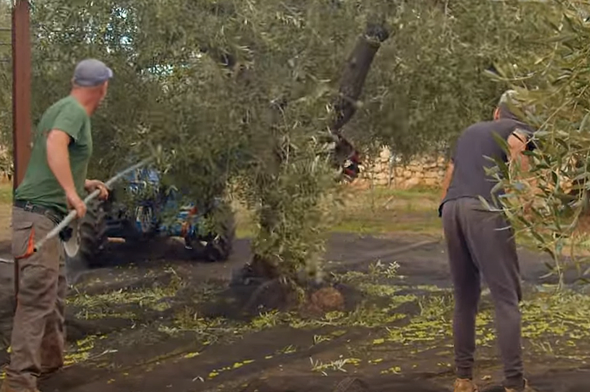 ISMEA, girata in Puglia una puntata della serie sull’olio d’oliva