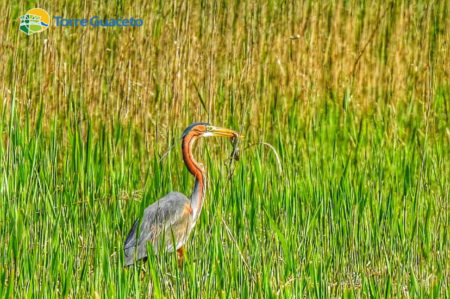 airone rosso a Torre Guaceto