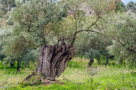 piano xylella puglia 2020