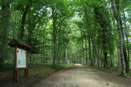 Foresta Umbra, film horror girato a settembre 2020