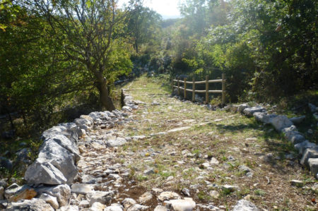 ForGargano, progetto per salvaguardia bosco