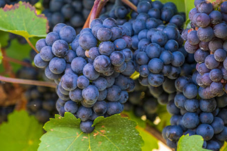 Vendemmia 2020 in Puglia, vini pugliesi più venduti