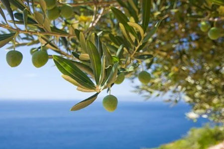 Salento, bando per rigenerazione ulivi