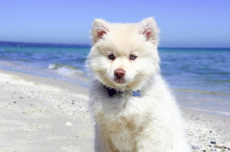 Spiagge per cani in Puglia