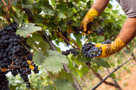 Vendemmia 2020, ottima annata per il Primitivo di Manduria