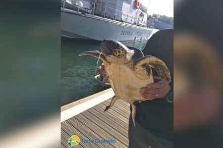 Torre Guaceto, salvato un esemplare di Caretta caretta