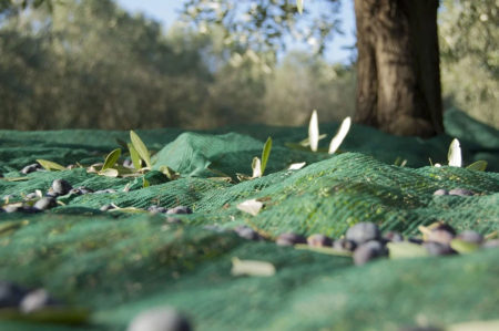 Giornata mondiale degli uliveti in Puglia
