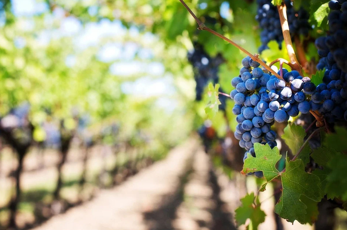 “Forbes” esalta le etichette dei vini pugliesi
