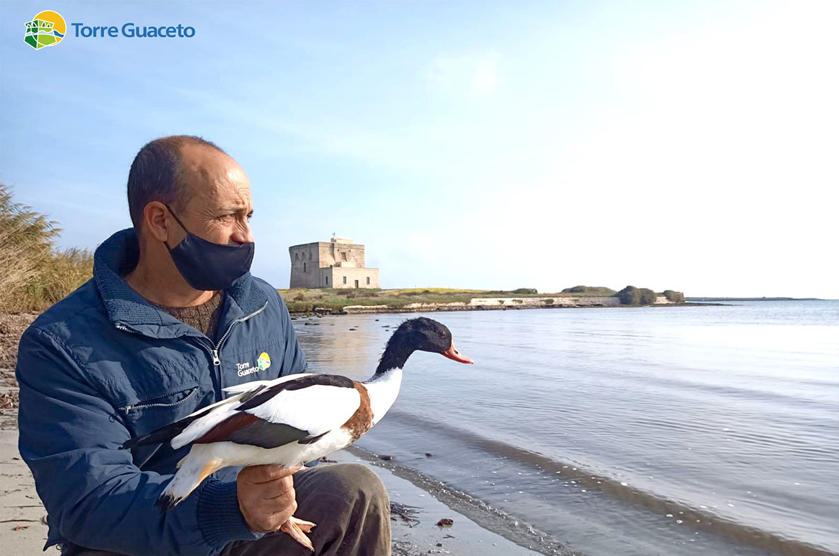 Torre Guaceto, dopo un anno di cure torna a volare la  volpoca