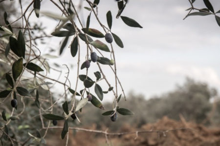 Xylella, fondi dalla Regione Puglia