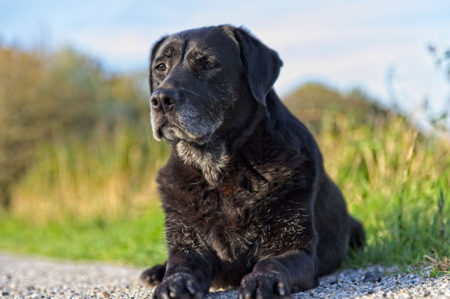 Adotta un nonnino, Ruvo di Puglia