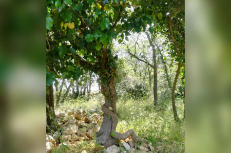 Oasi WWF Bosco Romanazzi