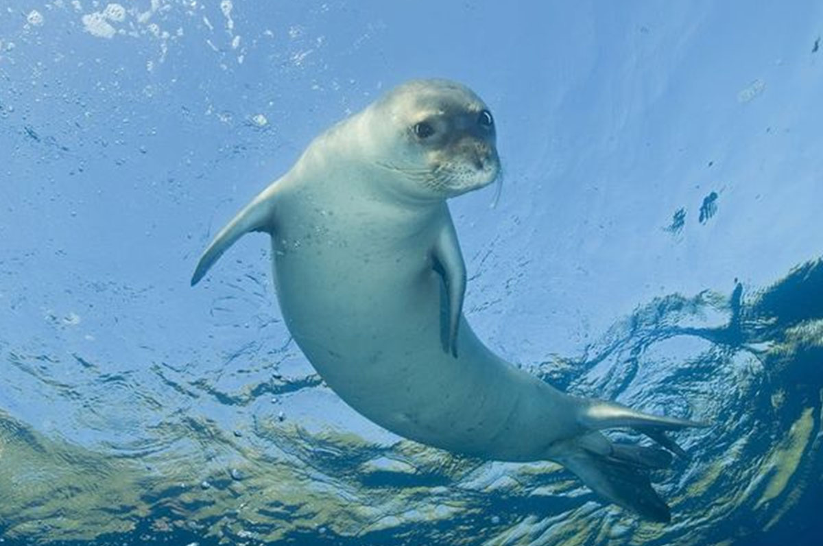 Porto Cesareo, avvistata incredibile foca monaca