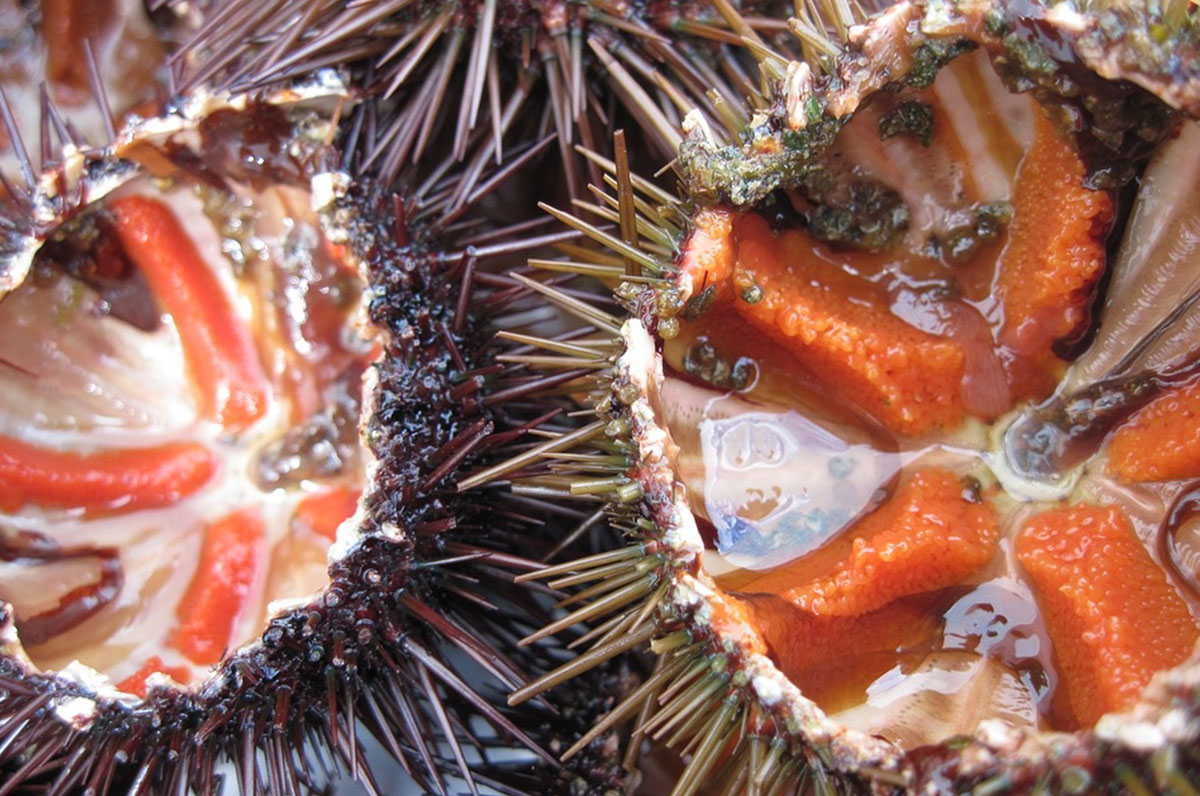 Ricci di mare, squisito crudo made in Puglia