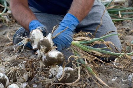 Cipolla bianca di Margherita
