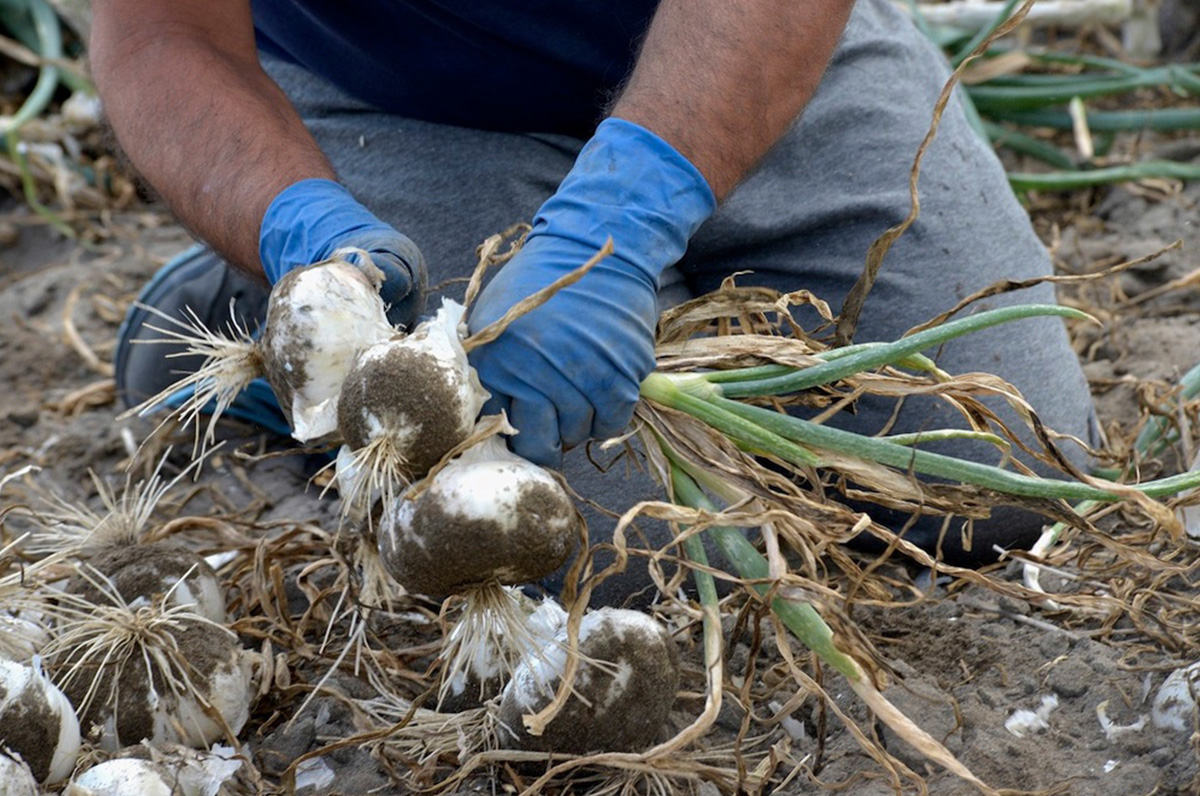 Cipolla Bianca Igp di Margherita, inizia la raccolta