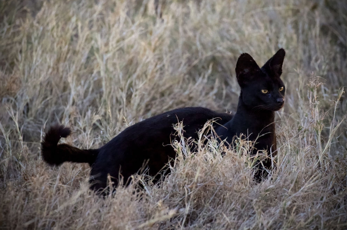 Nessuna pantera in Puglia: individuato serval nero con cucciolata Nessuna pantera in Puglia: individuato serval nero con cucciolata