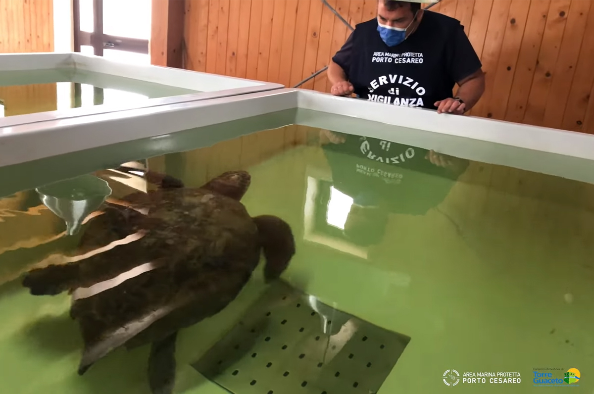 Torre Guaceto e Porto Cesareo insieme per le tartarughe marine