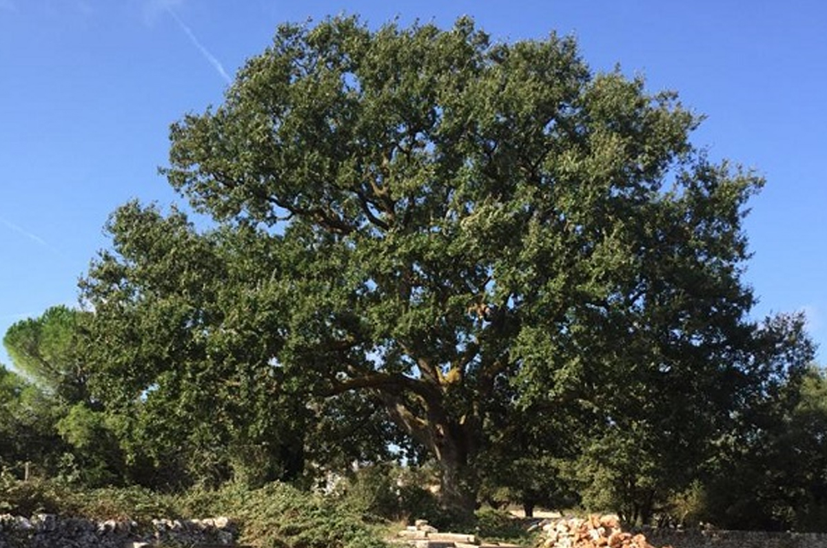 Alberi Monumentali in Puglia, 144 quelli censiti Alberi Monumentali in Puglia, 144 quelli censiti