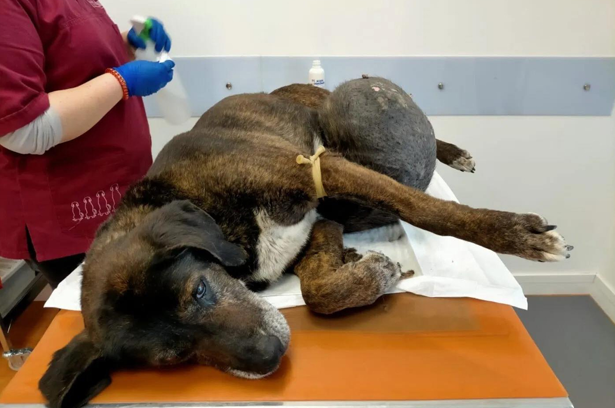 Rex, cane con tumore da 10 kg salvato dalle Guardie Zoofile