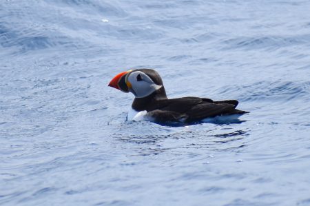 Pulcinella di mare in Puglia