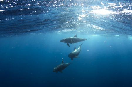 Santuario dei delfini a Taranto