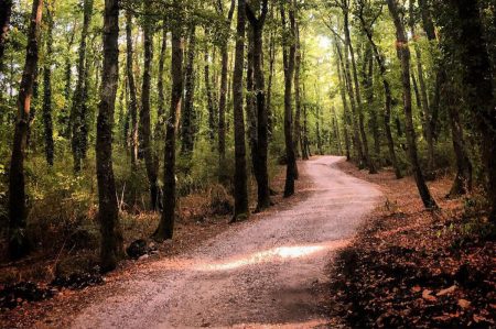 Bosco Macchione, Deliceto: parchi Regione Puglia