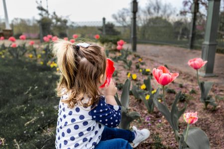 Puglia, iniziativa per piantare i tulipani