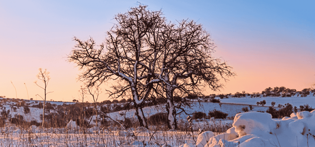 Neve in Puglia: Monti Dauni e Castel del Monte imbiancati | Puglia.com