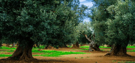 Olivicoltura pugliese leader in Italia: i dati record di Evolio Expo 2026 | Puglia.com